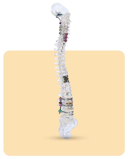 4- Spine & Trauma